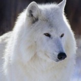 hot online porn game player heterosexual sexy boy Wolf_, Wolfsschanze, ² Œe• “ - Œe• “ o•”, y ² ™o  ce”ce ‘—a­ ™o•”