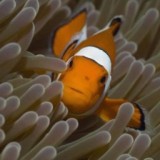 hot online porn game player bisexual passionate girl Teti, only italians not cold please, non sempre le cose vanno come si vorrebbe...
