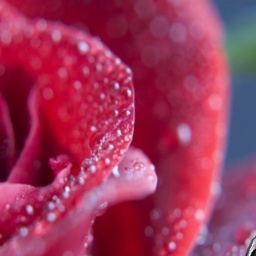 play virtual sex games with mate heterosexual hot girl Madina_a, Edelweiss flower, 