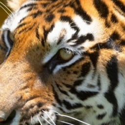 see heterosexual brute boy BalkanMan3, Romania,  while playing porn game online