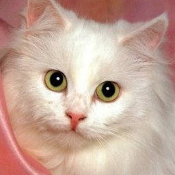 sexgame online for adults like bisexual erotic girl Ildasexy, :) giada :) , no answer if busy no cold , vulgar = ignore 