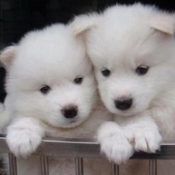 Check out bisexual fond girl Puppysexy, :) Sailor :) , Europa, :) i answer only to  my puppy love :) if you want to oparticipate in sexgame MMORPG