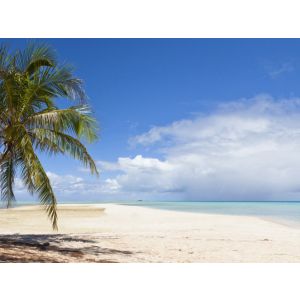 Beach with palm