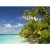 Background, Beach with palms