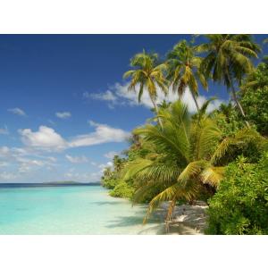 Beach with palms