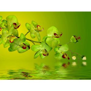 Green orchids
