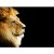 Background, Lion